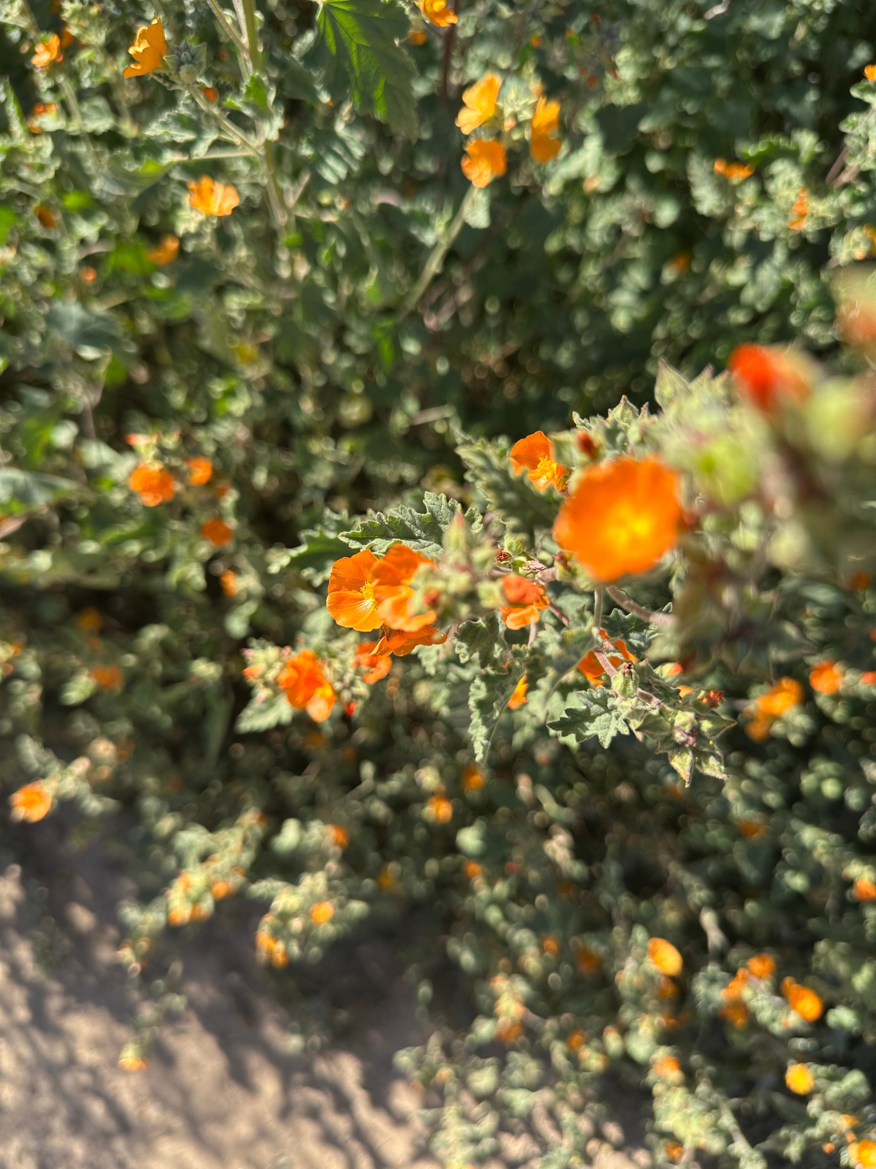 Blossoming flowers along Pima Canyon Trailhead